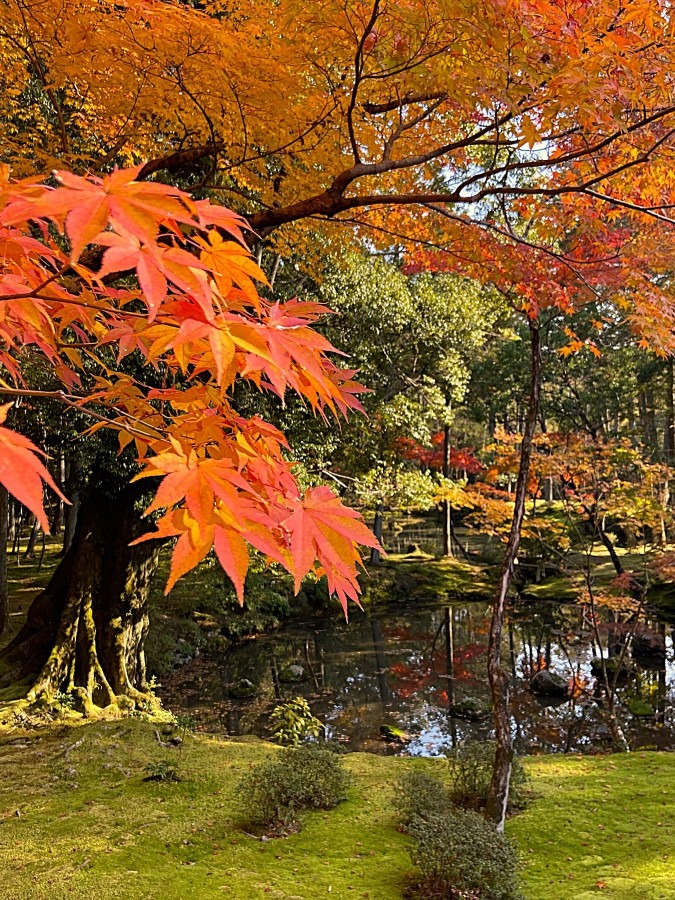 京都「西芳寺」（苔寺）の紅葉に魅せられて　池に紅葉の世界を見た