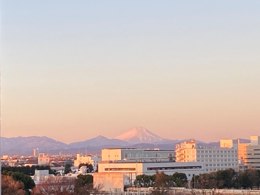 今朝の富士山　穏やかな明るいいろに染まっていますね