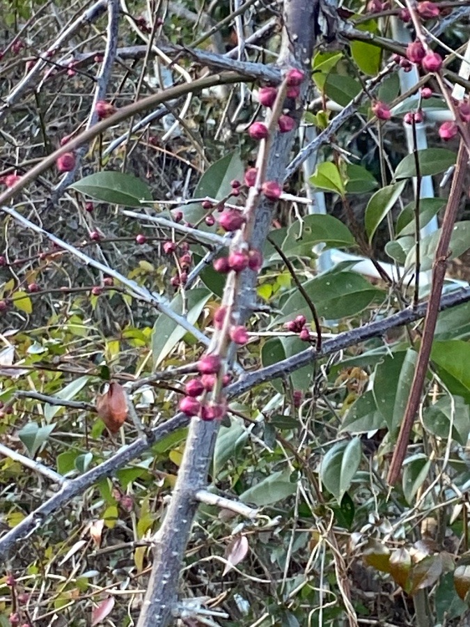 早咲きの桜？の蕾かな〜