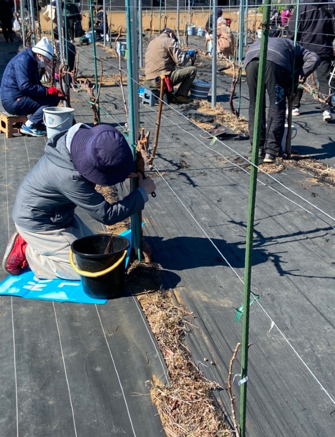 練馬区にある東京ワイナリーの葡萄畑で行われる木の皮を剥ぐ作業