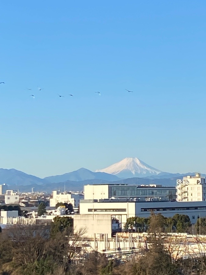 今朝の富士山　快晴の青い空のもと山頂の雪の白さが美しい