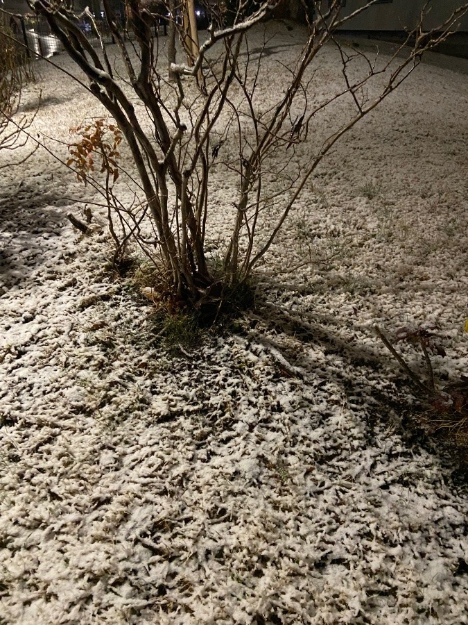 昨夜の雪模様　うすあかりの中の雪が少しばかり積もった芝生