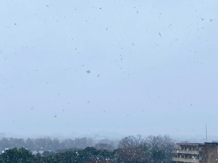 東京の雪　本格的に降ってきました　今年の初めて実感出来る雪