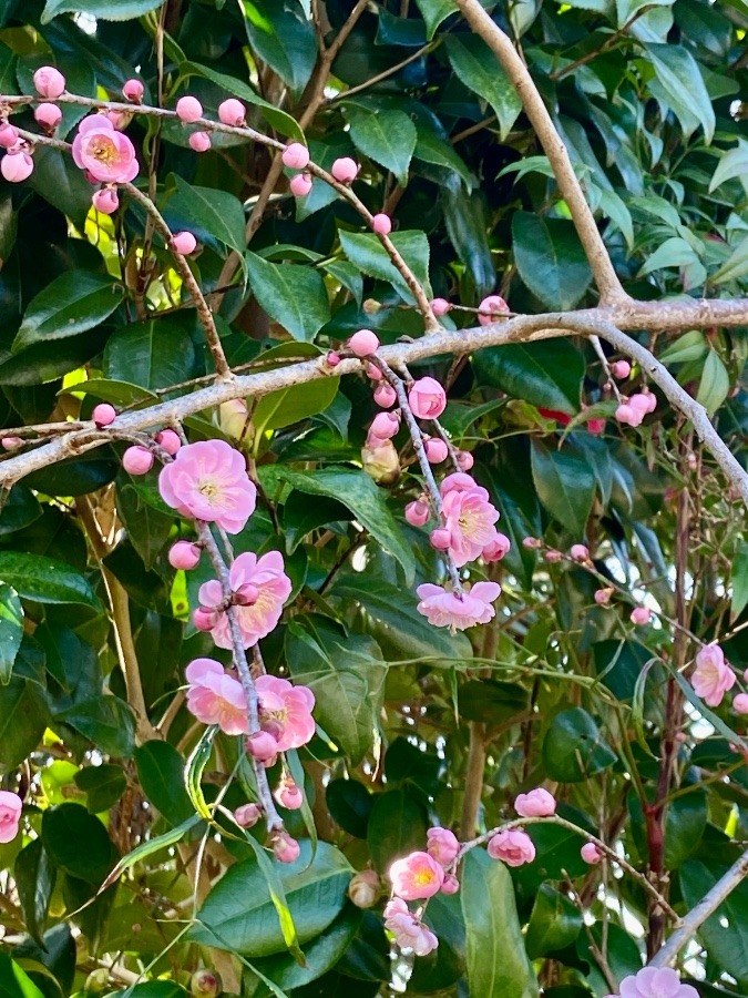 ３月らしい花達の咲く姿